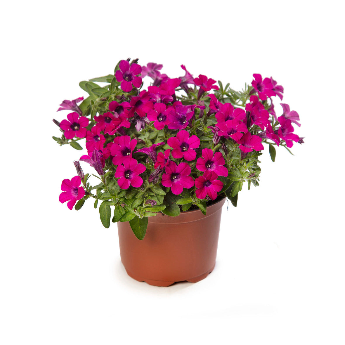 Petunia 'Itsy™ Magenta'