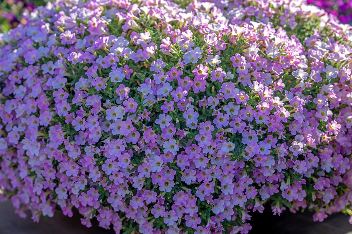 Petunia 'Itsy™ Pink'