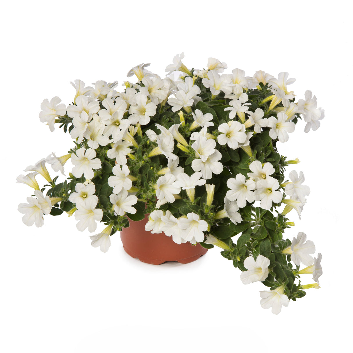 Petunia 'Itsy™ White'