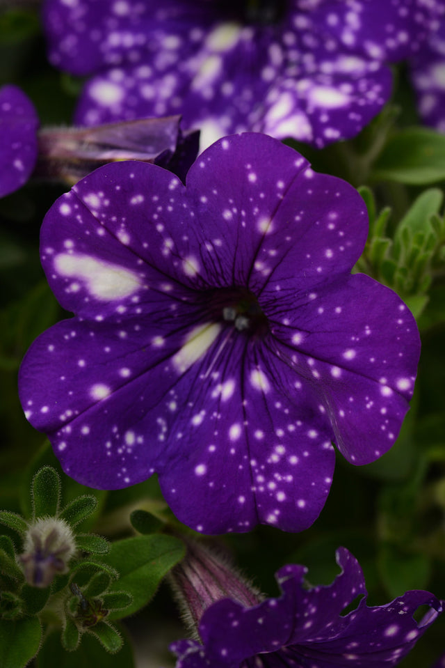 Petunia hybrida 'Night Sky'