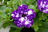 Petunia hybrida 'Night Sky'