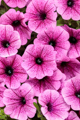 Petunia hybrid 'Supertunia Mini Vista® Plum Veined'