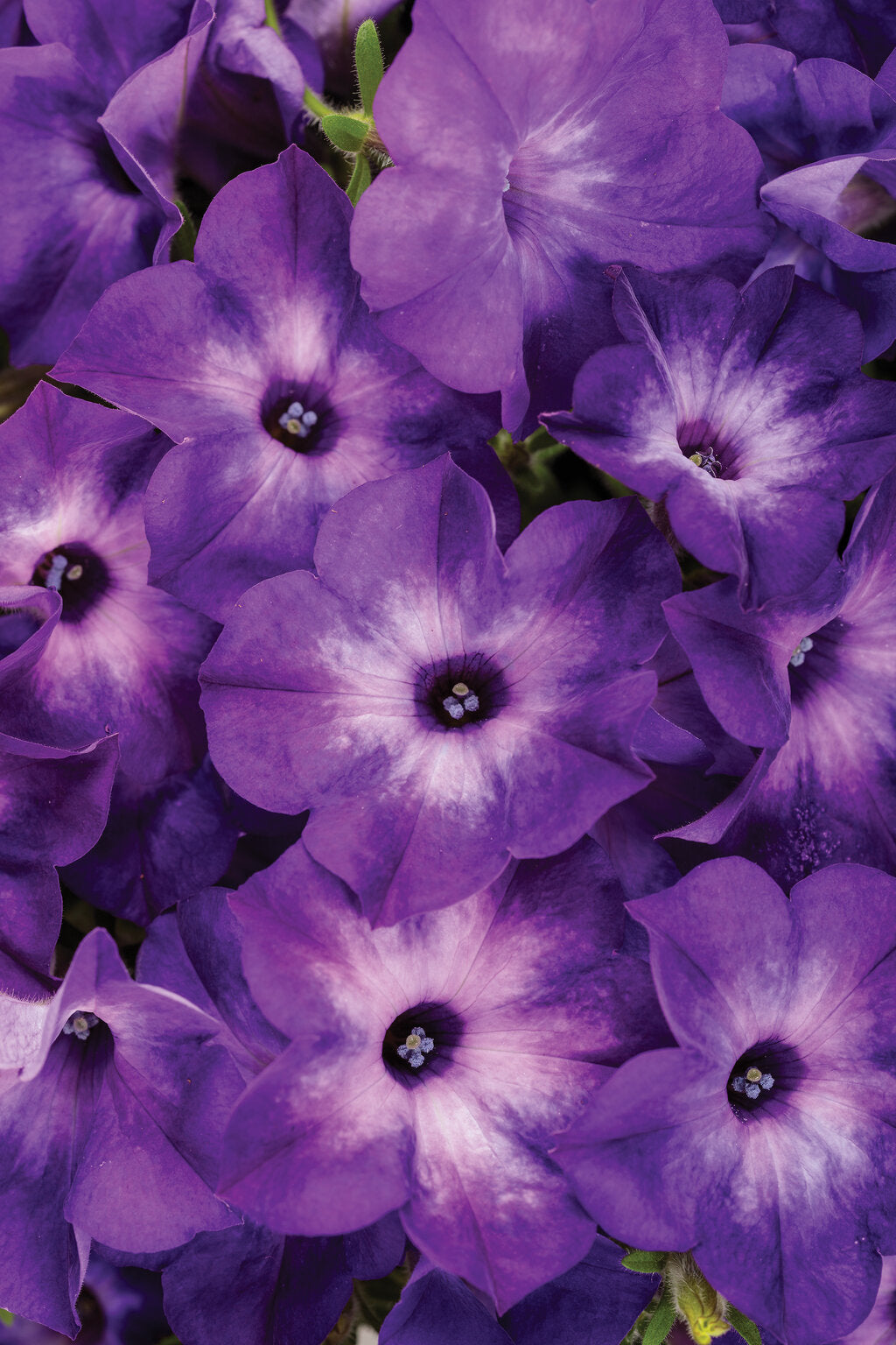 Petunia hybrid 'Supertunia Tiara® Blue'