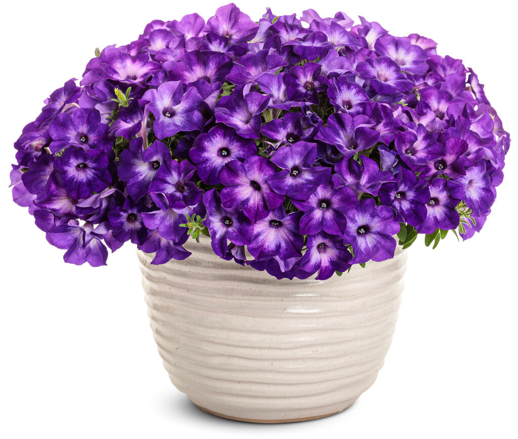 Petunia hybrid 'Supertunia Tiara® Blue' – Romence Gardens