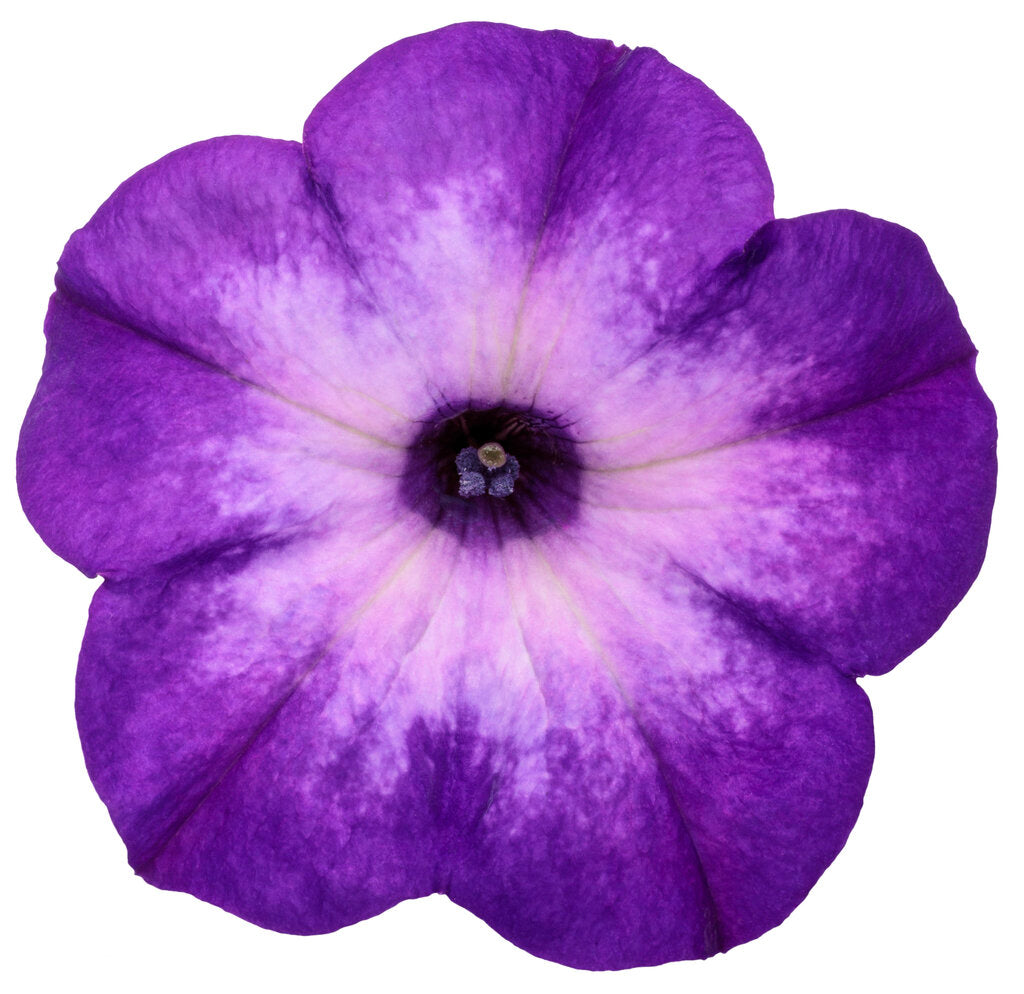 Petunia hybrid 'Supertunia Tiara® Blue' – Romence Gardens