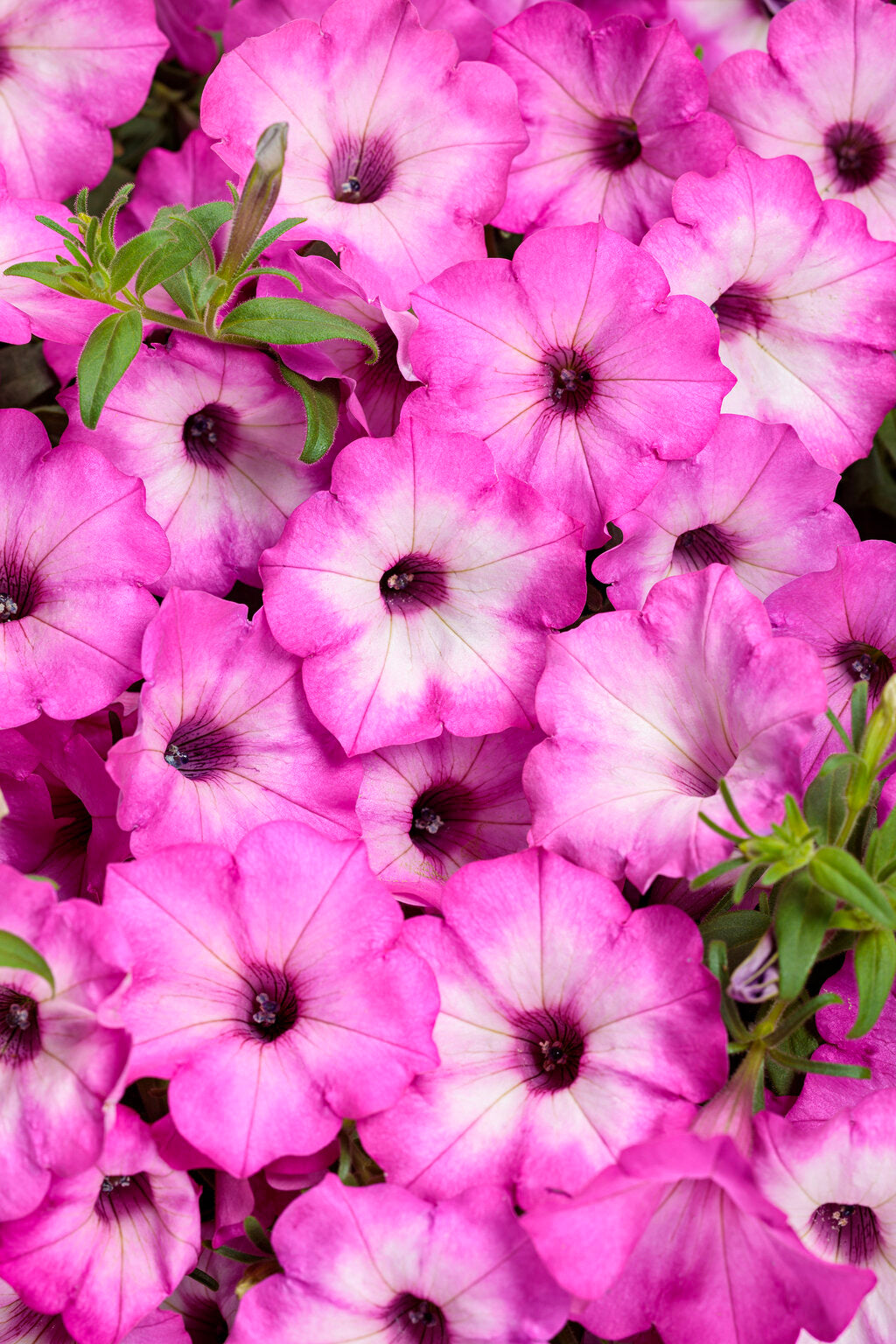 Petunia hybrid 'Supertunia Tiara® Pink' – Romence Gardens