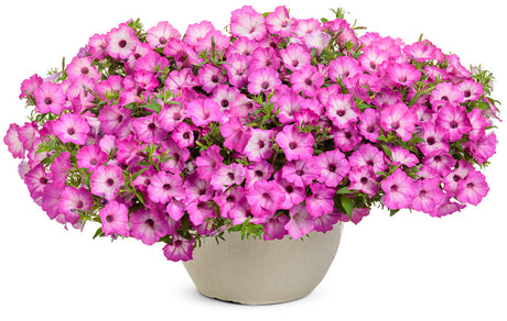 Petunia hybrid 'Supertunia Tiara® Pink'