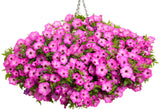 Petunia hybrid 'Supertunia Tiara® Pink'