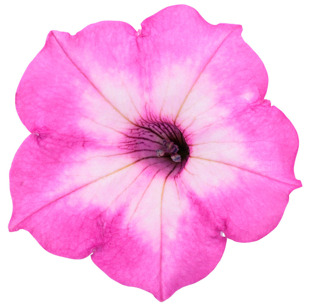 Petunia hybrid 'Supertunia Tiara® Pink'