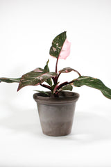 Philodendron 'Pink Princess'