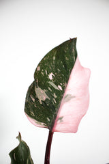 Philodendron 'Pink Princess'