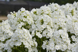 Phlox paniculata LUMINARY™ 'Backlight'