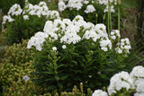 Phlox paniculata LUMINARY™ 'Backlight'