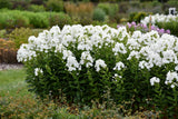 Phlox paniculata LUMINARY™ 'Backlight'