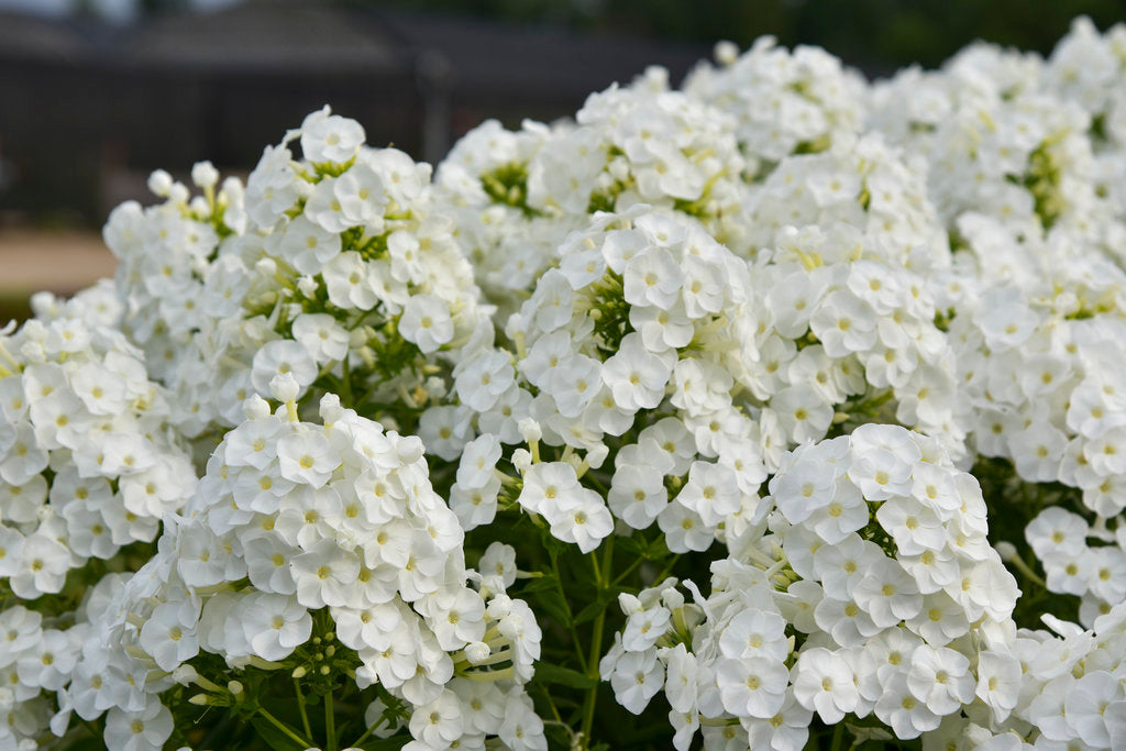 Phlox Paniculata Luminary™ 'Backlight'