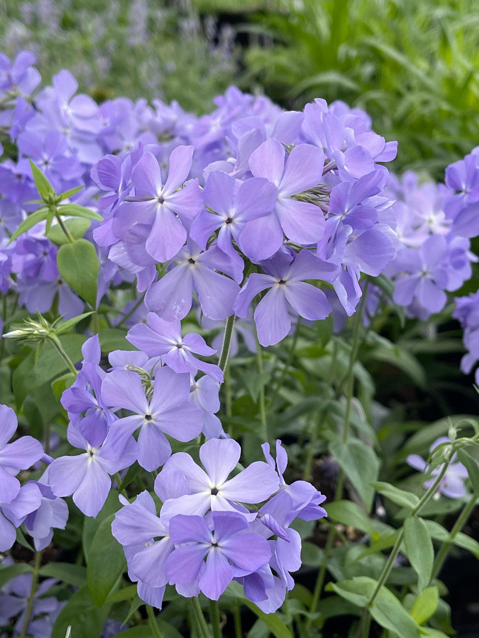 Romence Gardens Phlox divaricata