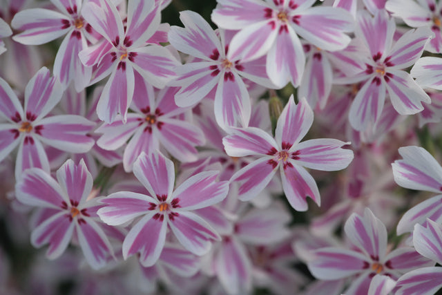 Phlox subulata 'Candy Stripes'