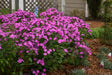 Phlox 'Cloudburst'