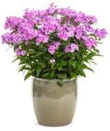 Phlox 'Cloudburst'