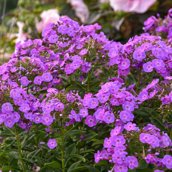 Phlox paniculata GARDEN GIRLS® 'Cover Girl'