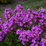 Phlox paniculata GARDEN GIRLS® 'Cover Girl'