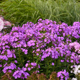 Phlox paniculata GARDEN GIRLS® 'Cover Girl'