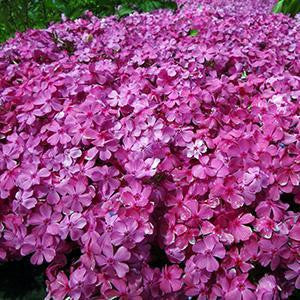 Phlox subulata 'Drummon's Pink'