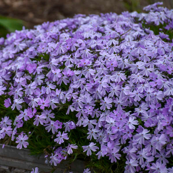 Phlox subulata 'Emerald Blue'