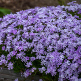 Phlox subulata 'Emerald Blue'