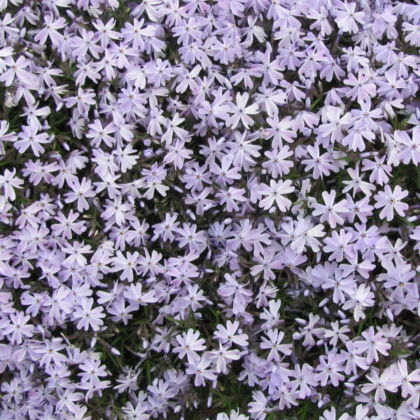 Phlox subulata 'Emerald Blue'