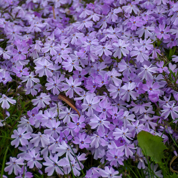 Phlox subulata 'Emerald Blue'