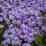 Phlox subulata 'Emerald Blue'