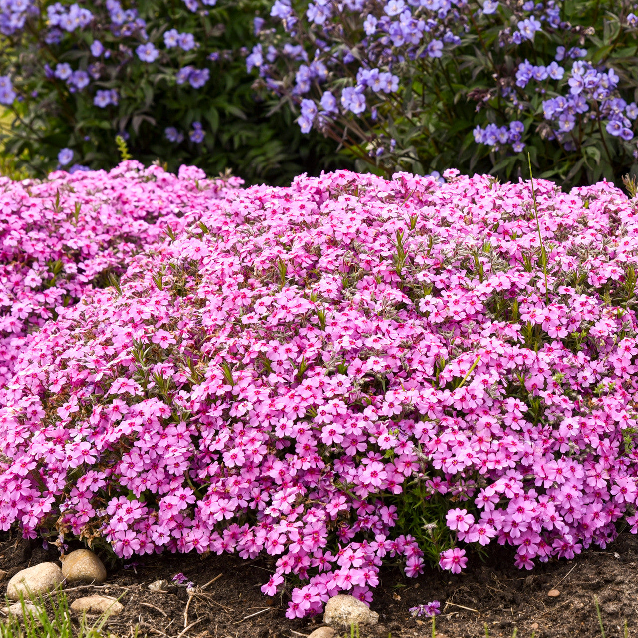 Phlox subulata 'Eye Caramba' – Romence Gardens & Greenhouses