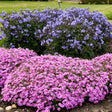 Phlox subulata 'Eye Caramba'