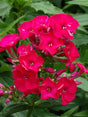 Phlox paniculata 'Flame™ Red'