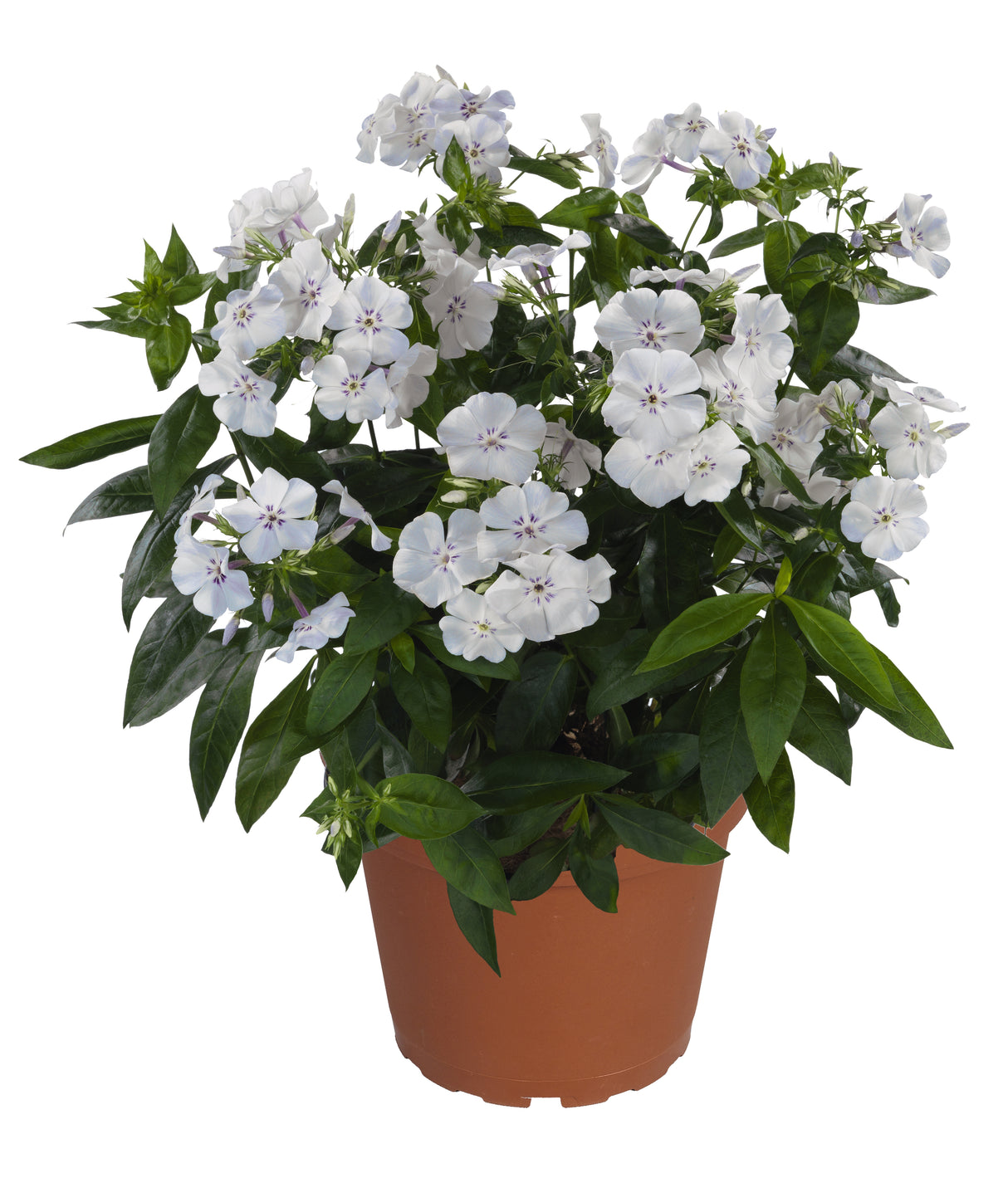 Phlox paniculata 'Flame™ Light Blue'