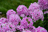 Phlox paniculata Luminary™ 'Opalescence'