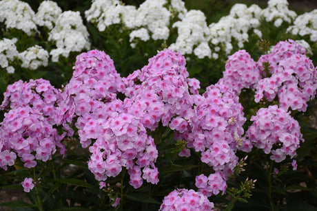 Phlox paniculata Luminary™ 'Opalescence'