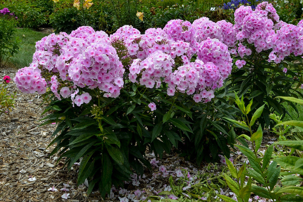 Phlox paniculata Luminary™ 'Opalescence'