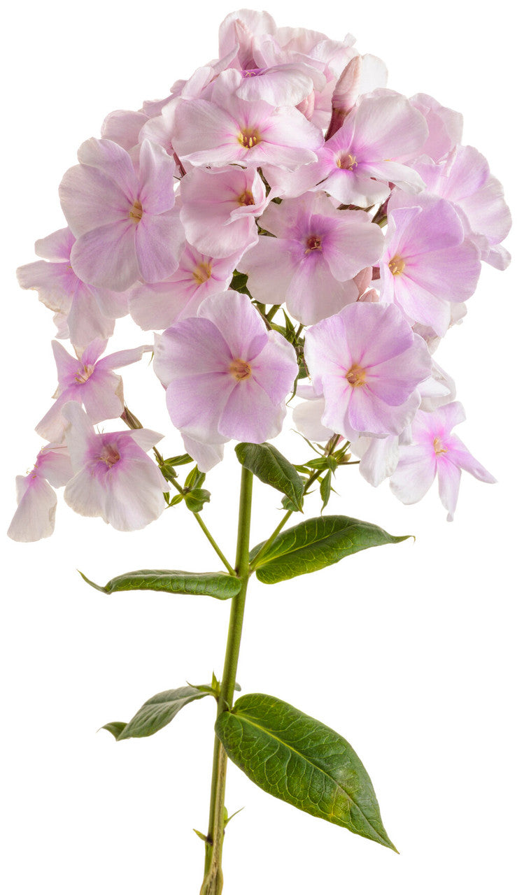 Phlox paniculata Luminary™ 'Opalescence'