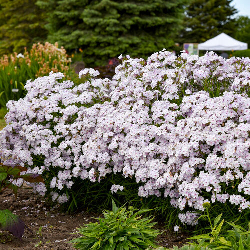 Phlox Hybrid 'Opening Act Pink-a-Dot'