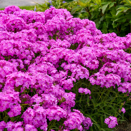 Phlox 'Opening Act Ultrapink'