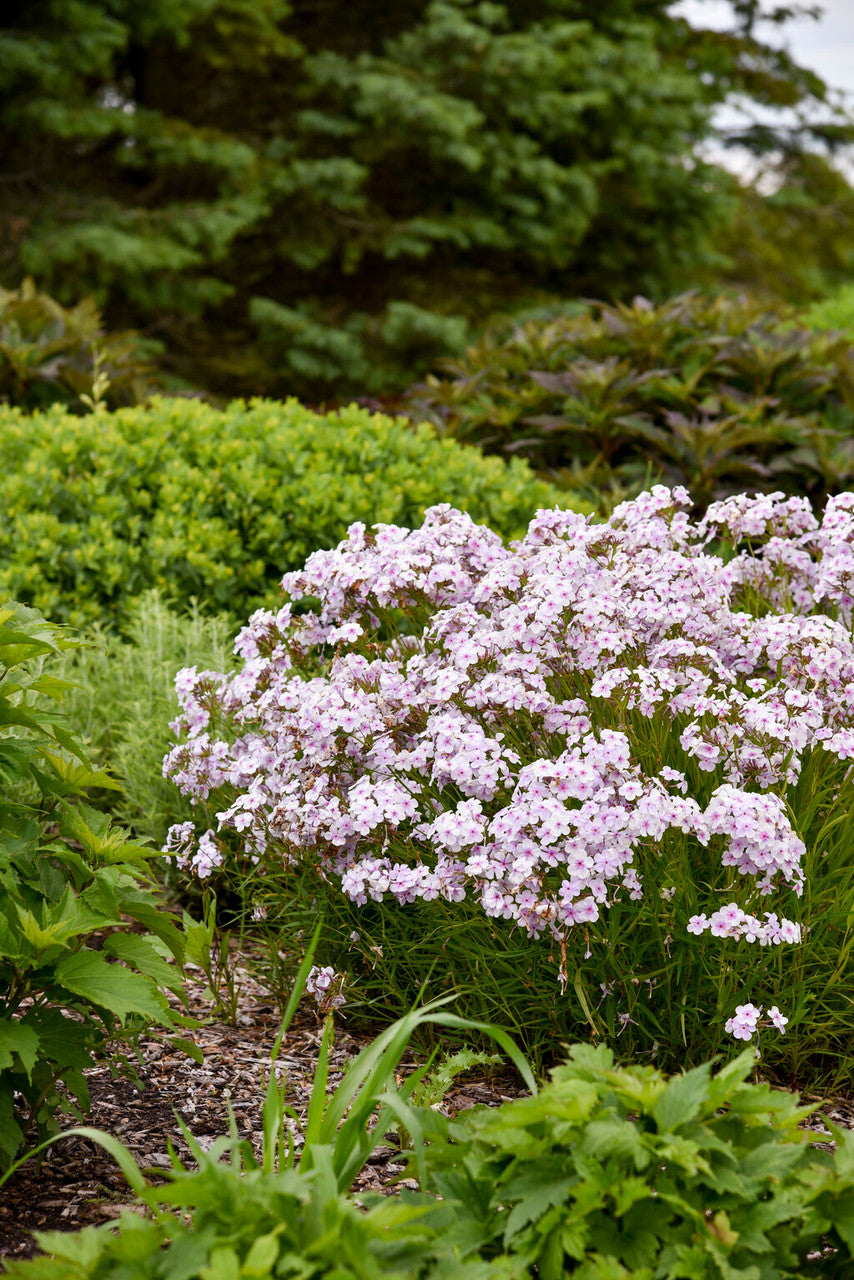Phlox 'Opening Act Pink-a-Dot' – Romence Gardens & Greenhouses