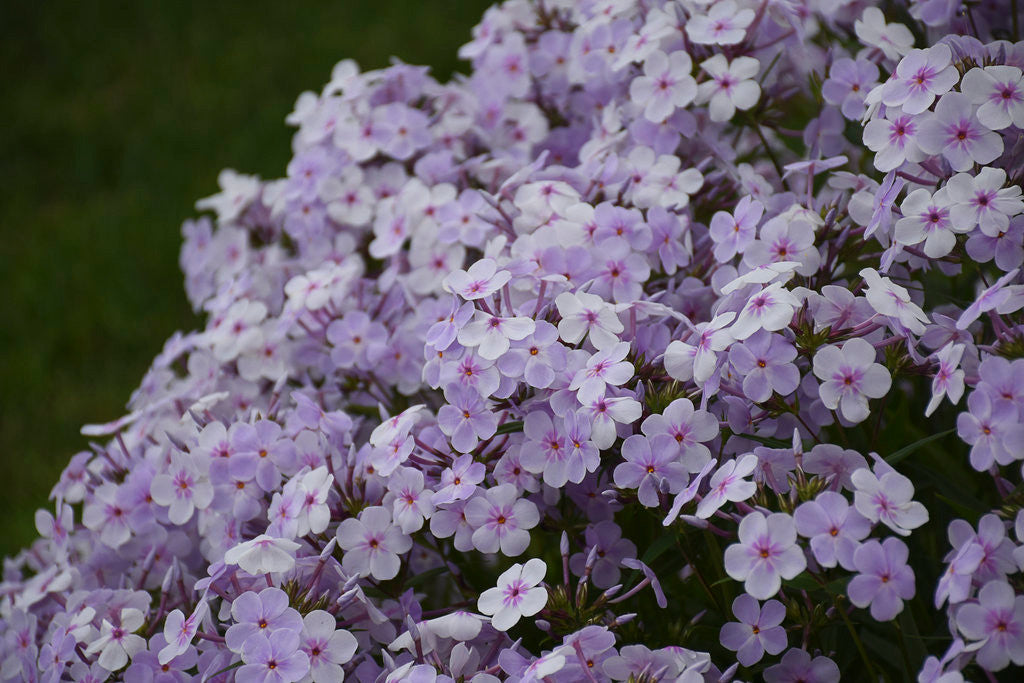 Phlox 'Opening Act Pink-a-Dot' – Romence Gardens & Greenhouses