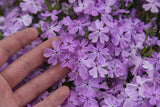 Phlox subulata SPRING BLING™ 'Pink Sparkles'