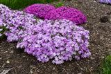 Phlox subulata SPRING BLING™ 'Pink Sparkles'