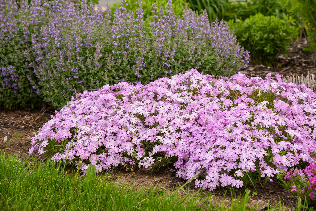 Phlox subulata SPRING BLING™ 'Pink Sparkles'