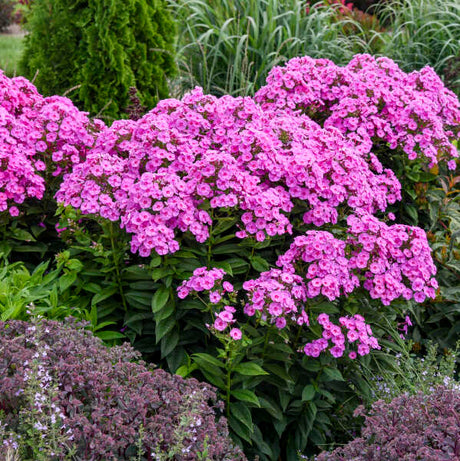 Phlox paniculata LUMINARY™ 'Prismatic Pink'