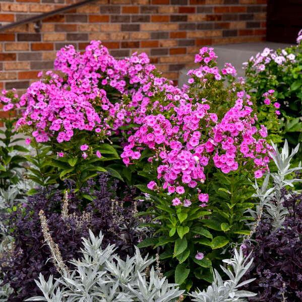 Phlox paniculata LUMINARY™ 'Prismatic Pink'