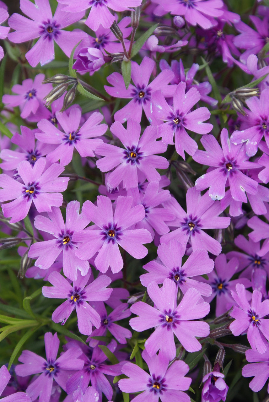 Phlox subulata 'Purple Beauty'